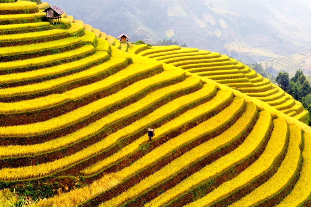 Golden rice terraces in Sapa during autumn